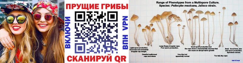 даркнет сайт  Гай  Псилоцибиновые грибы MAGIC MUSHROOMS 